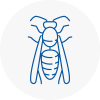 Towcester Wasp Nest Removal